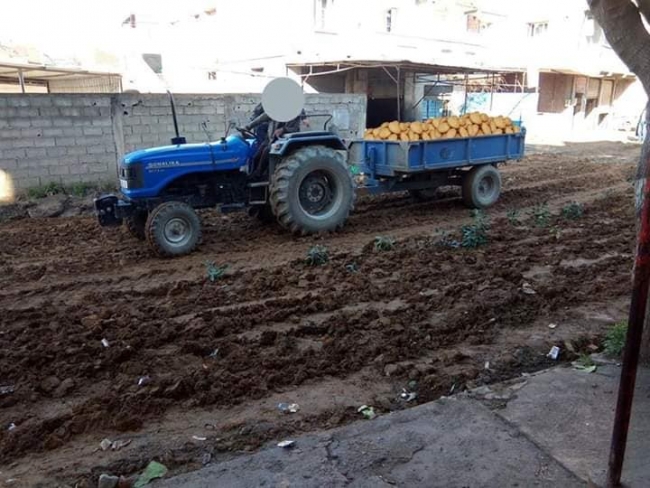 Belediye asfalt dökmeyince yola patates ve soğan ektiler