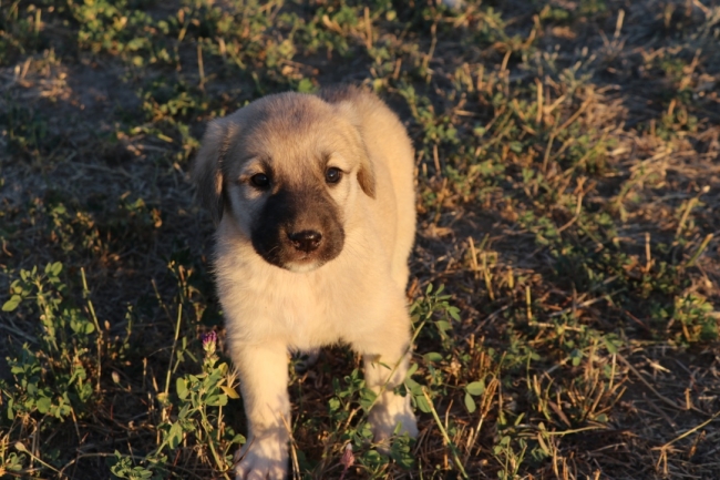 İtalya'da kurt saldırılarına karşı Kangal köpeği önerisi