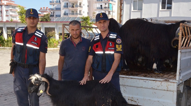 Sahte parayla kurbanlık aldılar