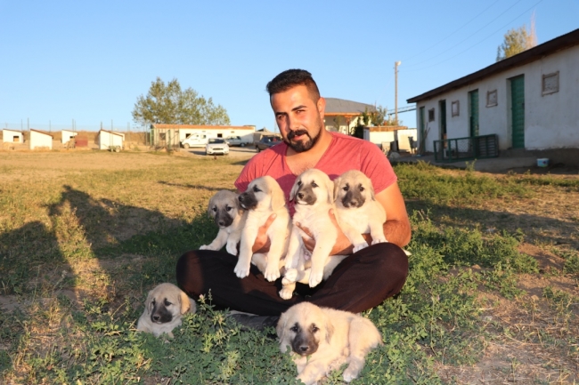 İtalya'da kurt saldırılarına karşı Kangal köpeği önerisi