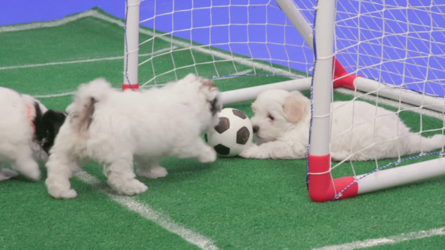 İngiliz taraftarlar için alternatif fikstür: Köpek yavrusu futbolu