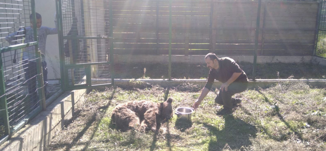 Kazada ağır yaralanan bozayı tedavi edilerek doğaya bırakıldı