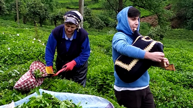 Rize'de bayramda tulum eşliğinde çay hasadı