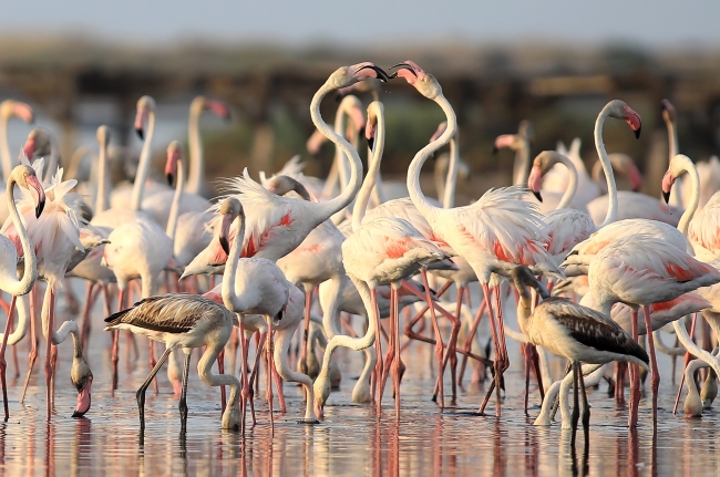 Tunus sahillerinde flamingoların etkileyici dansı