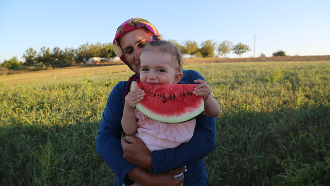 Kandıra karpuzunda hasat zamanı