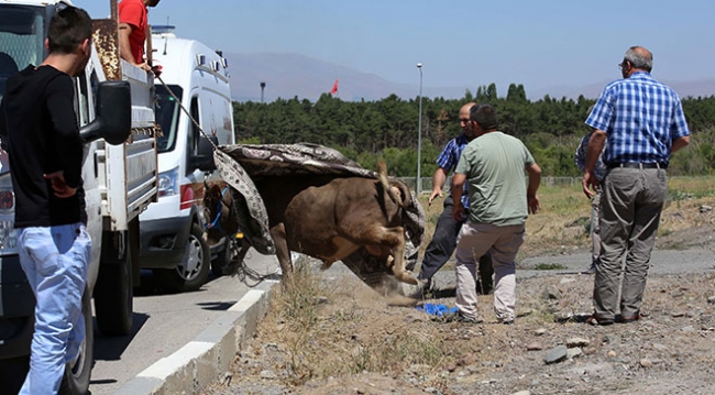 Erzurum'da kaçan kurbanlık güçlükle yakalandı