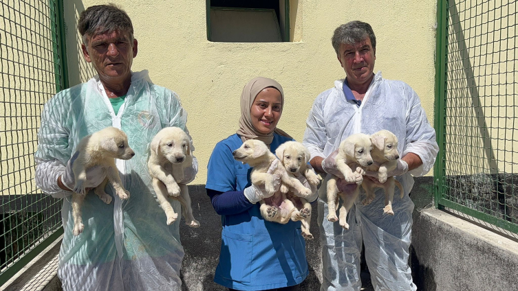 Türk ırkı köpek sahibi olmak için 6 ay sıra bekliyorlar