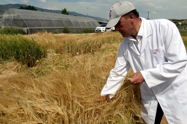 Kuraklığa dayanıklı yeni arpa türü geliştirildi