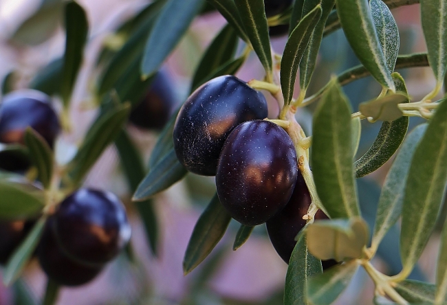 Zeytin ve zeytinyağı ihracatında rekor