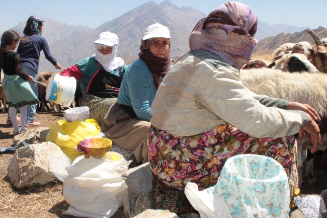 Hakkari'de 3 bin 500 rakımlı yaylada Kuzu Kırpma Şenliği