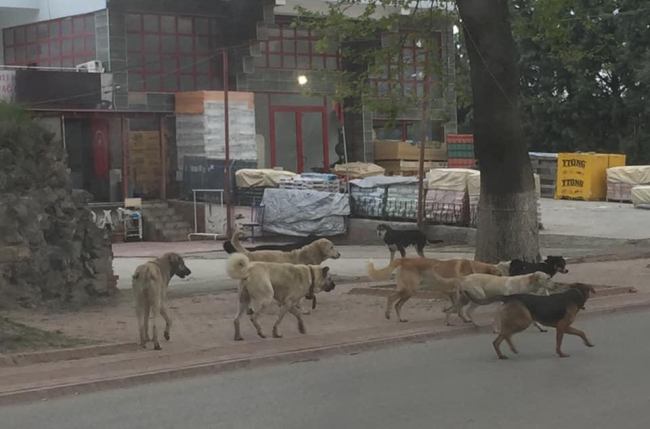 Sokak köpeklerinin saldırısına uğrayan çocuk yaralandı