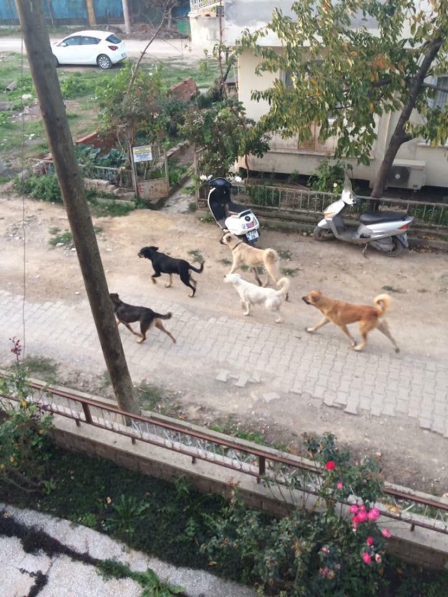 Sokak köpeklerinin saldırısına uğrayan çocuk yaralandı