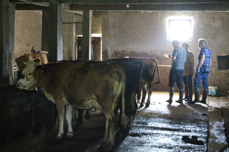 Zonguldak'ta şap hastalığı görüldü: 136 köy karantinada