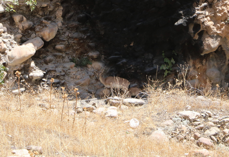 Hakkari'de terörden arındırılan dağlarda yaban hayatı canlandı