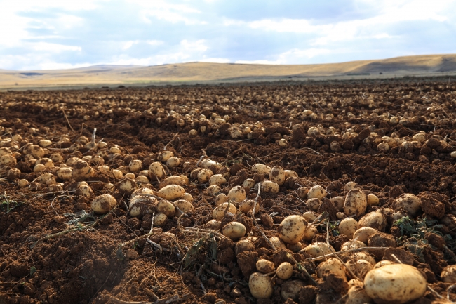 Patates tohumu üretiminde 300 bin tona ulaşıldı