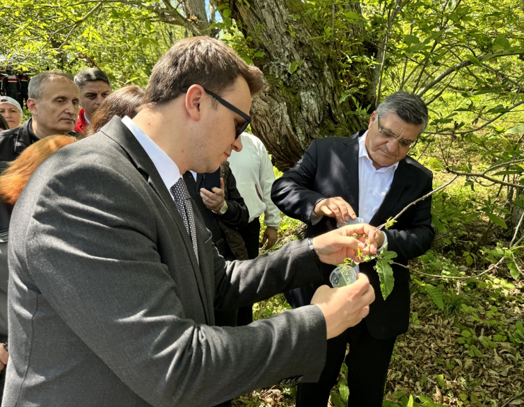 Sinop'ta kestane ağaçlarını korumak için avcı böcekler doğaya salındı