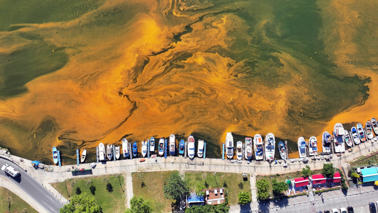 Büyükçekmece'de alg patlaması: Denizin rengi değişti