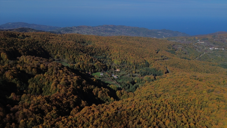 Kastamonu ormanlarında sonbaharın renkleri hakim