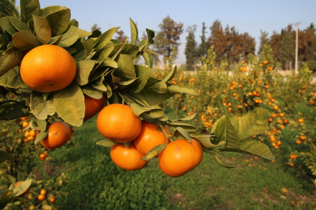 Mersin'de üretilen 2 yeni mandalina çeşidi tescile hazırlanıyor