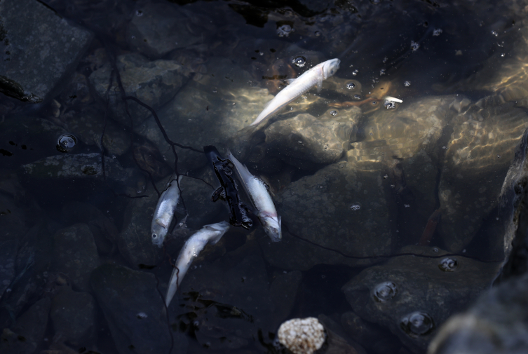 2021 yılının temmuz ayında Küçükçekmece Lagünü'nde görülen balık ölümleri. Fotoğraf: AA  