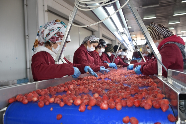 Malatya çilekleri Avrupa ve ABD'de damakları tatlandırıyor