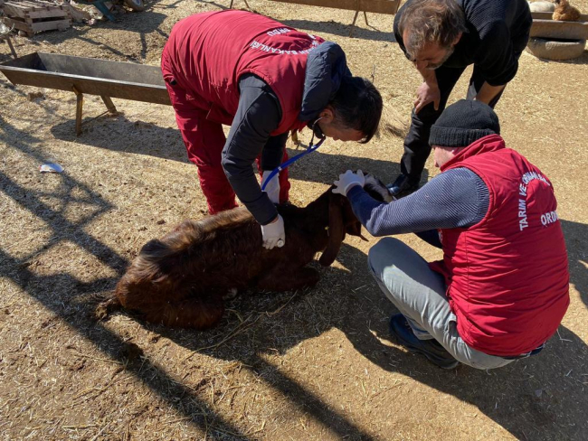 Deprem bölgesindeki hayvanların ihtiyaçları da gideriliyor