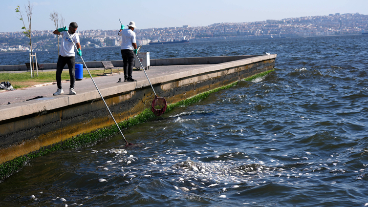 İzmir Körfezi'nde balık ölümleri sürüyor