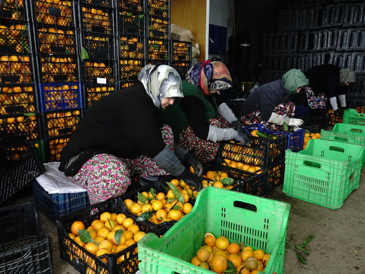 Coğrafi işaretli ürünler Türkiye ekonomisine katkı sağlıyor