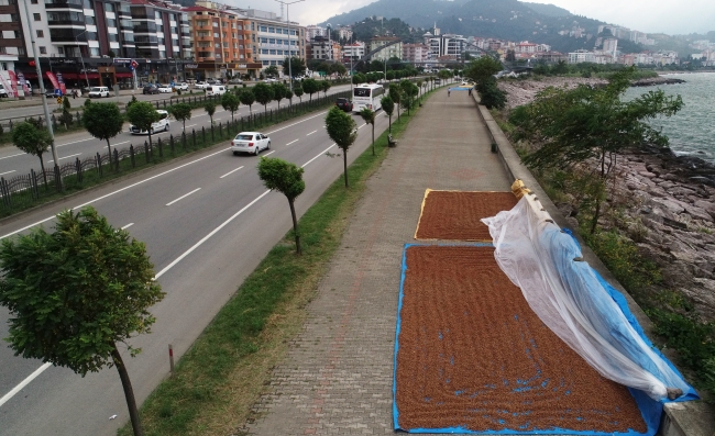 Karadeniz'in kaldırımları fındıkla renklendi