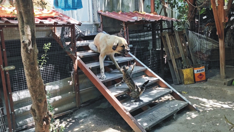 Osmaniye'de kedi, köpek yavrularını sahiplendi