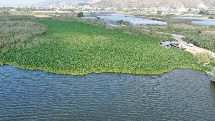 Su sümbülleri Asi Nehri'ni esir aldı