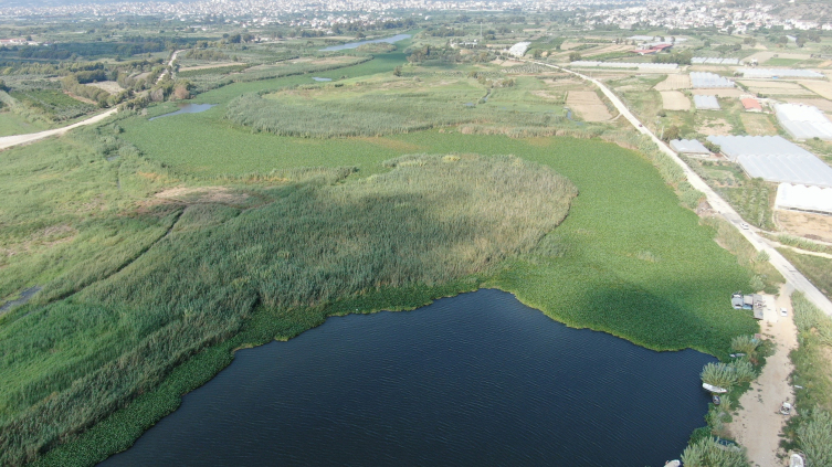 Su sümbülleri Asi Nehri'ni esir aldı