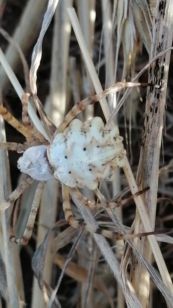 Dünyanın en zehirli örümceklerinden 'Argiope lobata' Türkiye'de