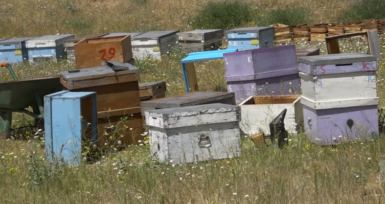 Aksaray’da çalınan arı kovanları Nevşehir’de bulundu