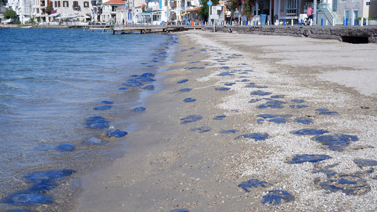 Foça plajlarında denizanası istilası