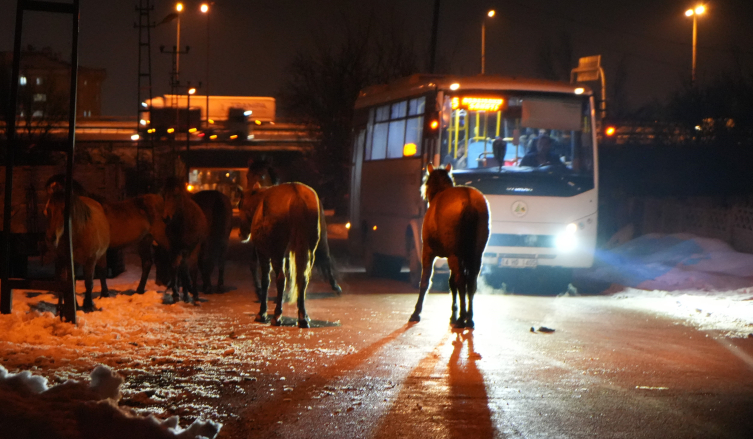 Bolu’da aç kalan yılkı atları şehir merkezine indi