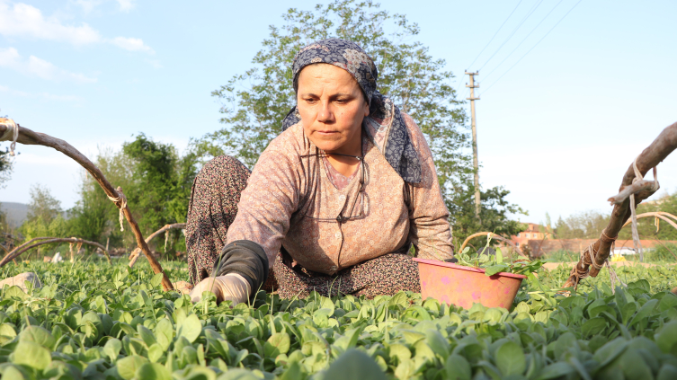 Tütün ambarı Denizli'de fideler toprakla buluştu