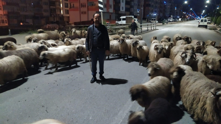 Giresun'da sürüler yaylalara çıkmaya başladı