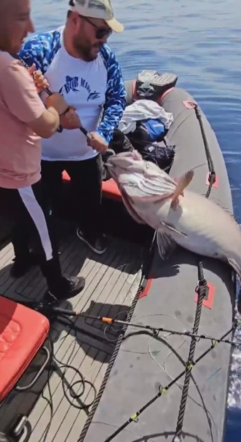 Denize açılan amatör balıkçının oltasına 40 kiloluk balık takıldı
