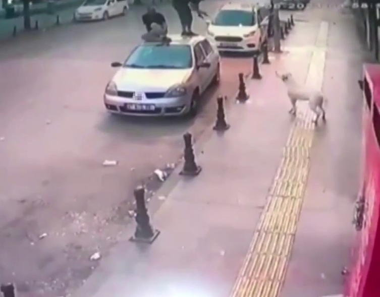 Köpek saldırısından otomobilin üzerine çıkarak kurtuldular