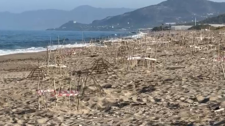 Alanya'da yuvalarından çıkan caretta caretta yavrularının deniz yolculuğu