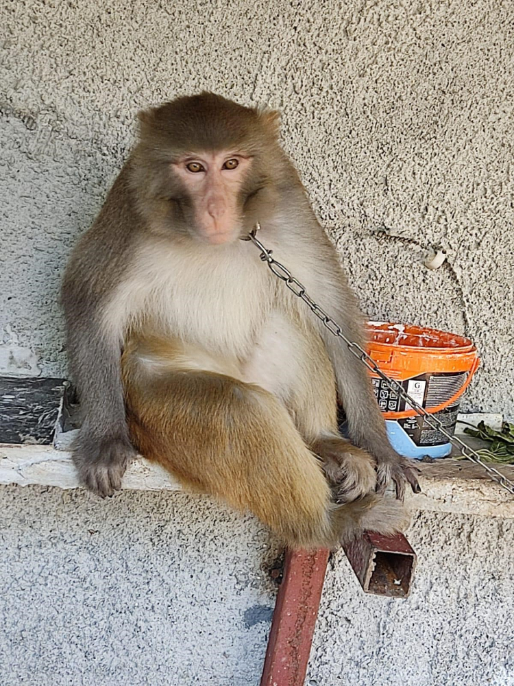 Adana'da maymun çocuğa işte böyle saldırdı