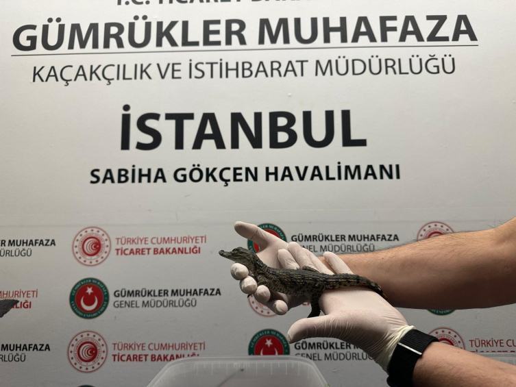 İstanbul'da bir kişinin valizinden 17 timsah ile 10 varan çıktı