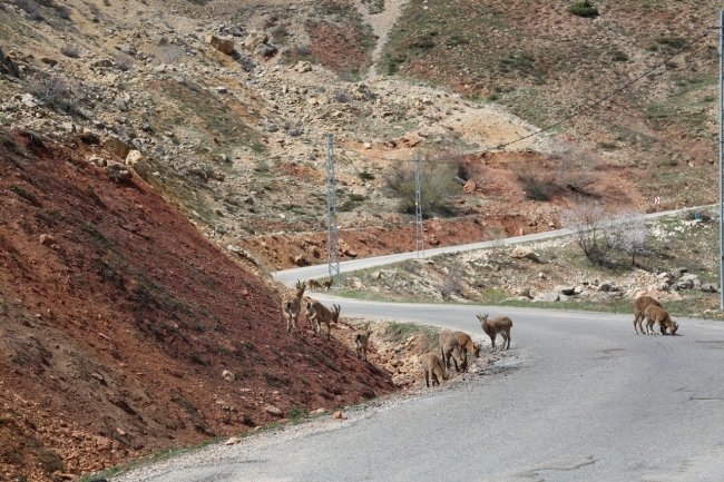 Ölümleri dikkat çekmişti, sürü halinde görüldüler