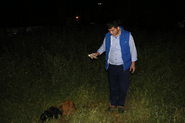 Adana'da sokak köpekleri keçi sürüsüne saldırdı