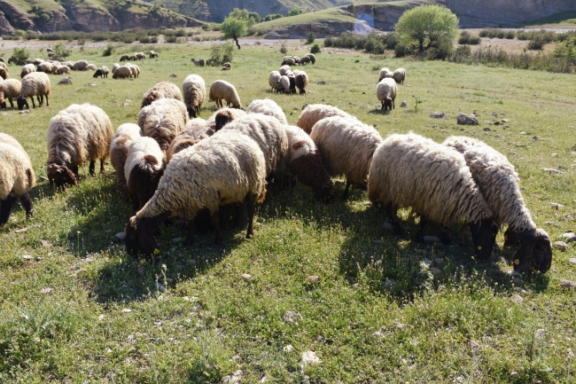 Mera yasakları kalktı, göçerler yollara düştü