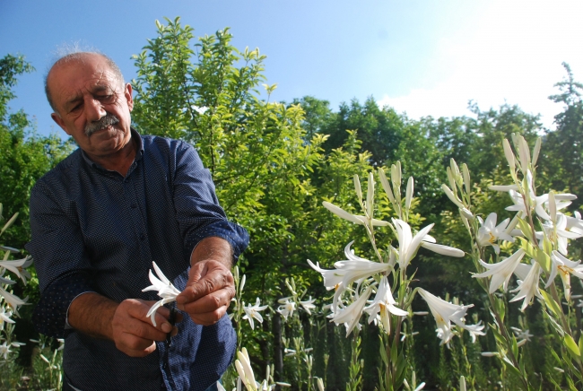 Çiçeğinin kilosu 120 lira, yağı 5 bin euro