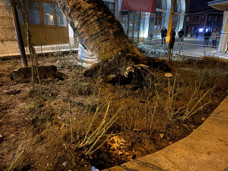 A 550-year-old plane tree fell from its roots in Bursa