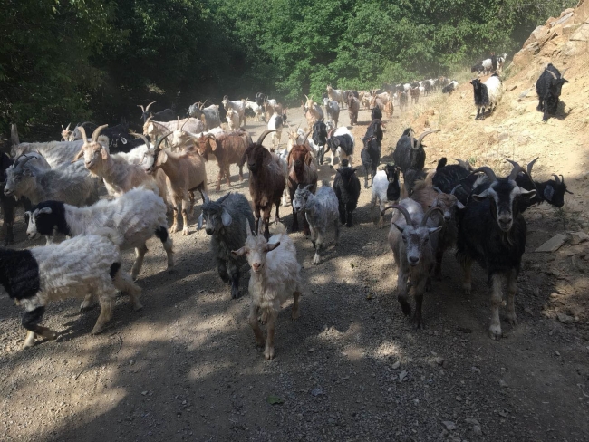 Terörden temizlenen Habur Çayı'nda huzur var