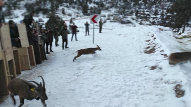 Antalya'dan alınan yaban keçileri Burdur'da tekrar doğal alana salındı